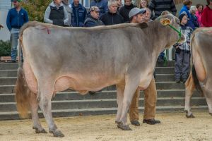 009Jongleur ROSALIE 40 Stunden nach Abkalbung